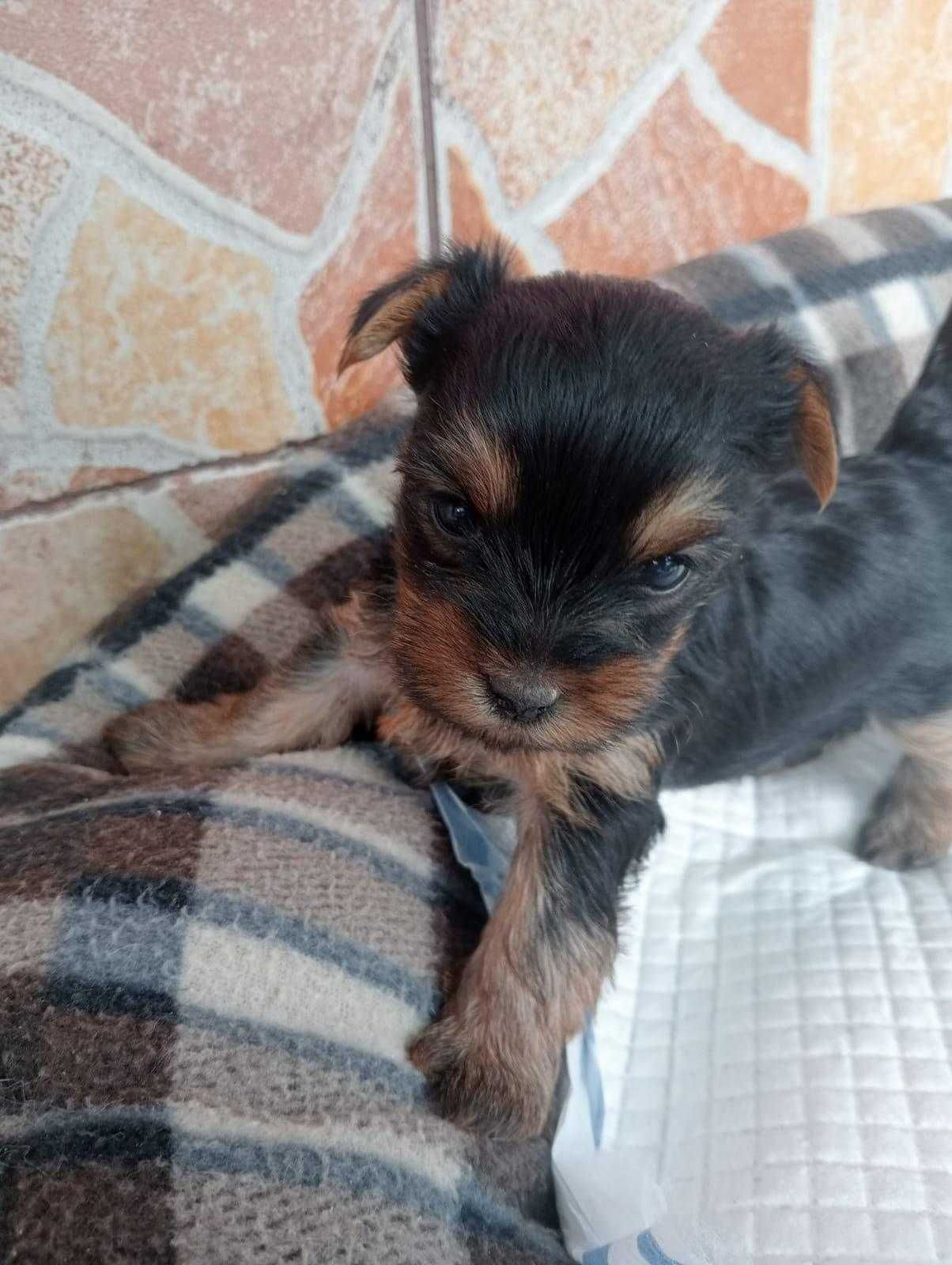 Vand mascul din rasa Yorkshire Terrier,talie mica!