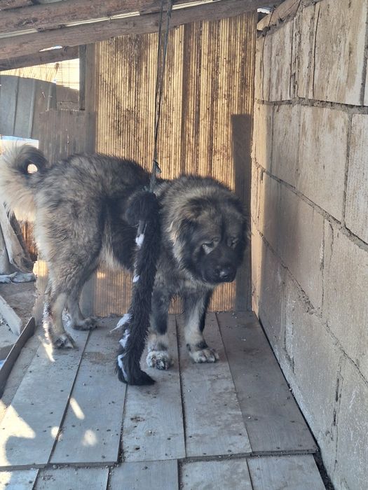 Femelă ciobanesc caucazian