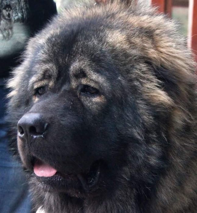 Кавказские овчарки