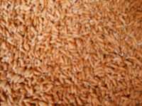 Vand       Triticale