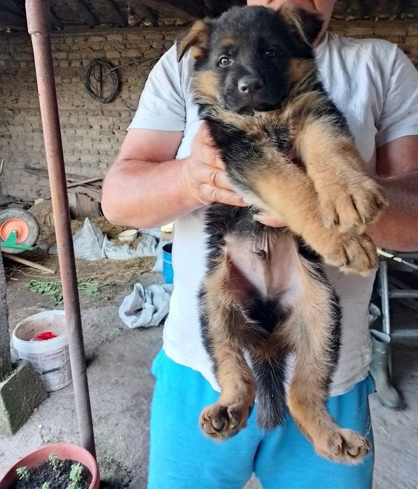 Продавам чистокръвни немски овчарки