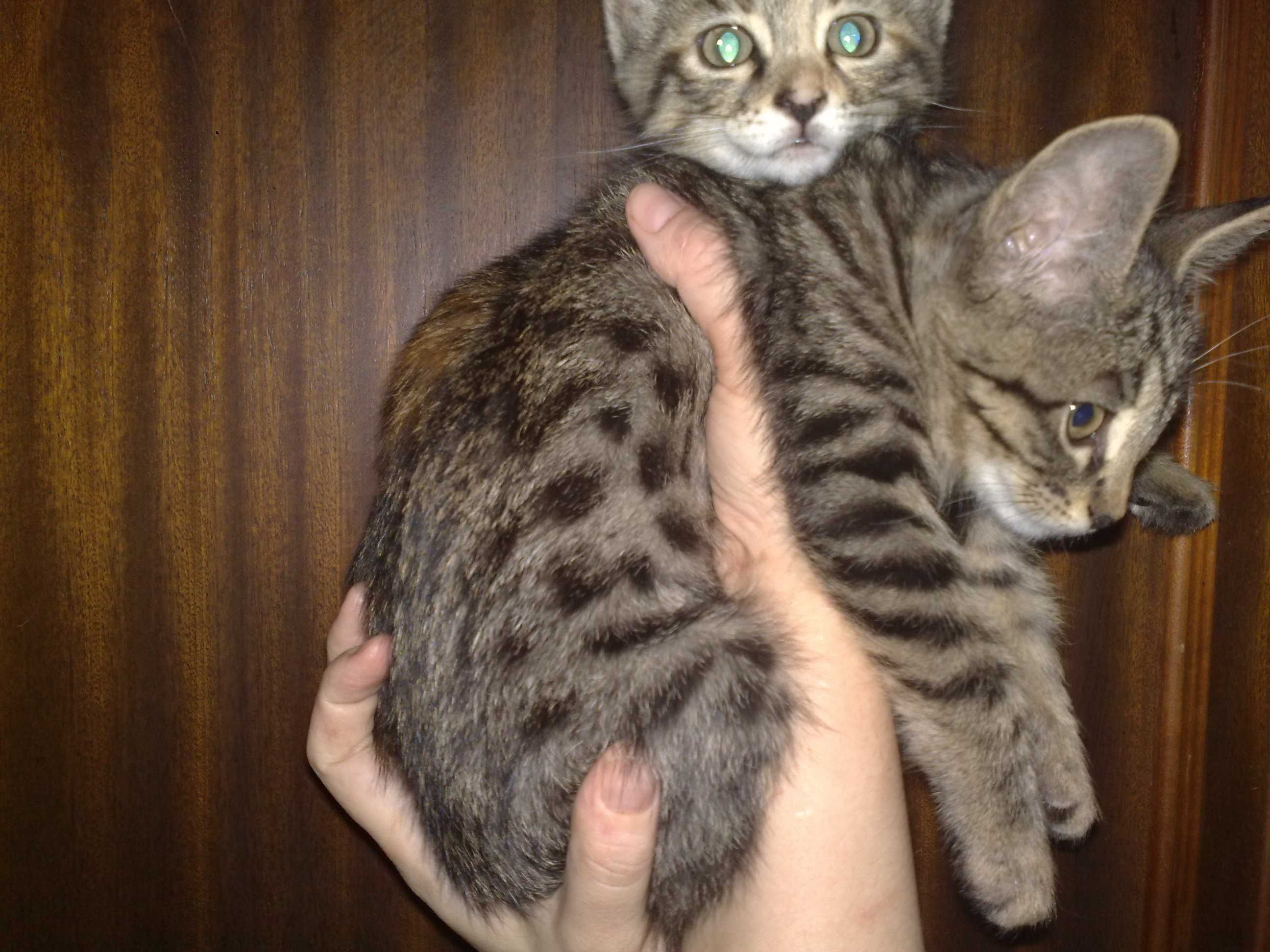 Ласковые домашние котята, 3 месяца.