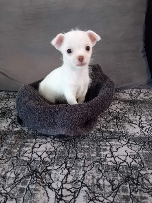 Чихуахуа момиченце