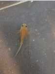Axolotl puiuți albi şi negrii