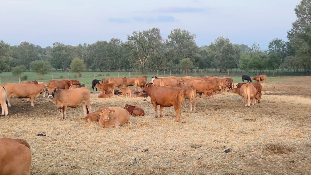 Juninci gestante, rasa Limousine