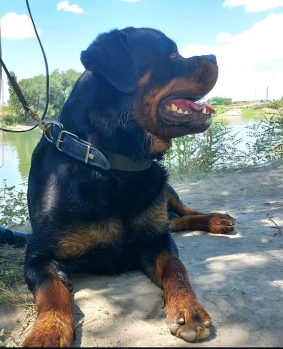 Доступен для вязки кобель ротвейлера