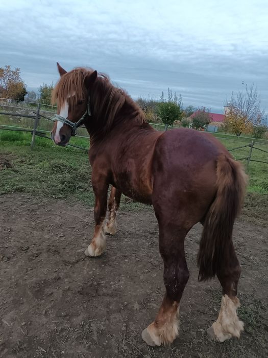 Vând mânz de 1 an și 8 luni