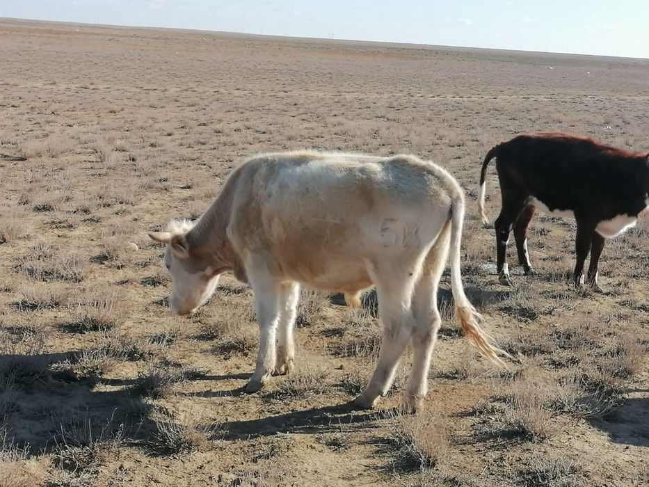 Сиыр,Тай өгіз сатылады.