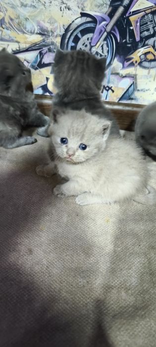 Бронь породистых шотланские котята