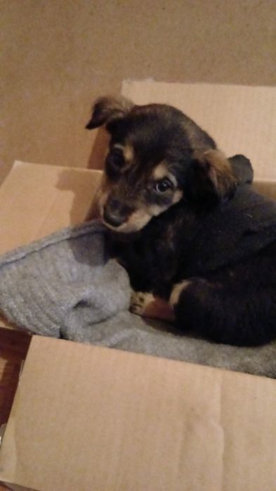 Отдам щенка мальчик