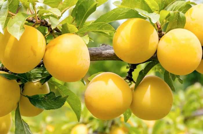 Слива - Ту Сун 
Налични 5 вида