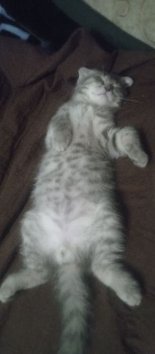 Продаются котенок веслаух серого цвета британец мальчик 3 месяцев