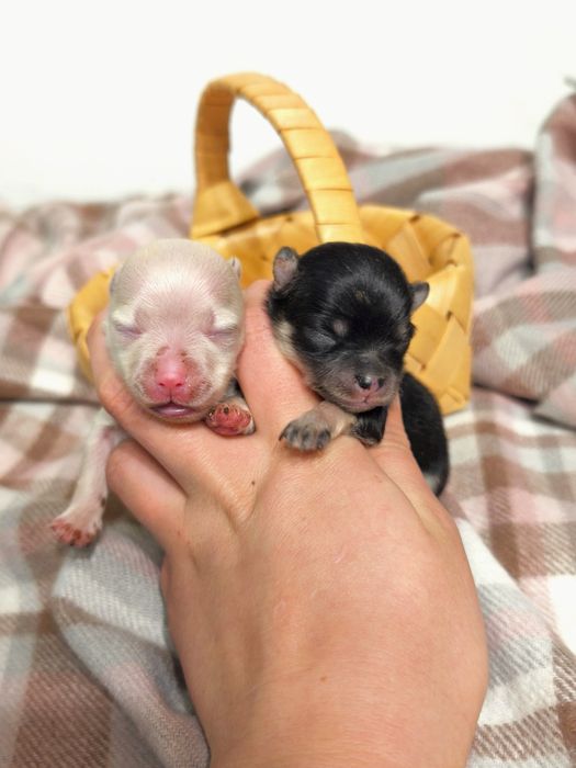 Мини девочки померанский шпиц