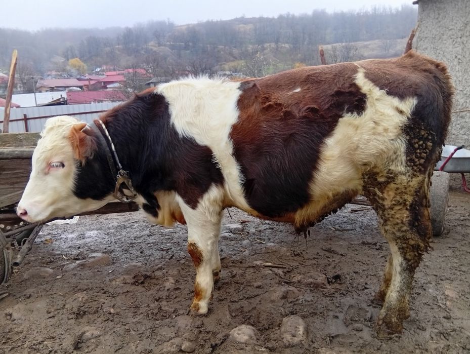 Vând tăuraș , Vițea/junică, vacă bălțată românească