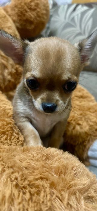 Прекрасно Мини Чихуахуа Момиченце Лилав фаун