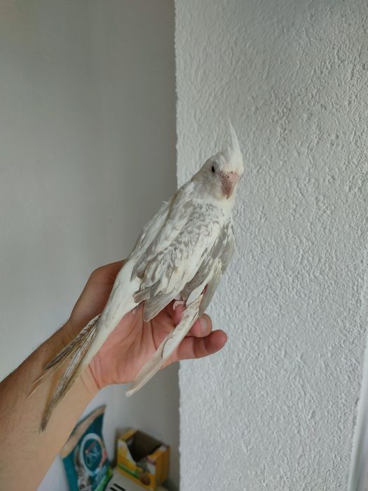 Nimfe pereche și colivie.