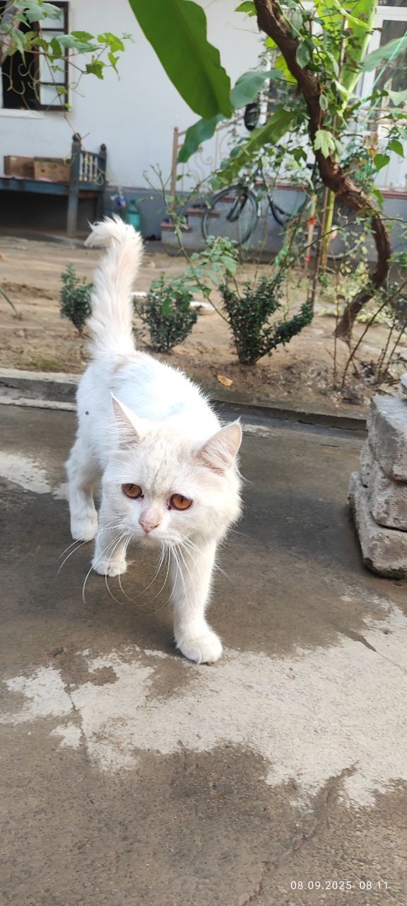 Кошки (Persian Cat)