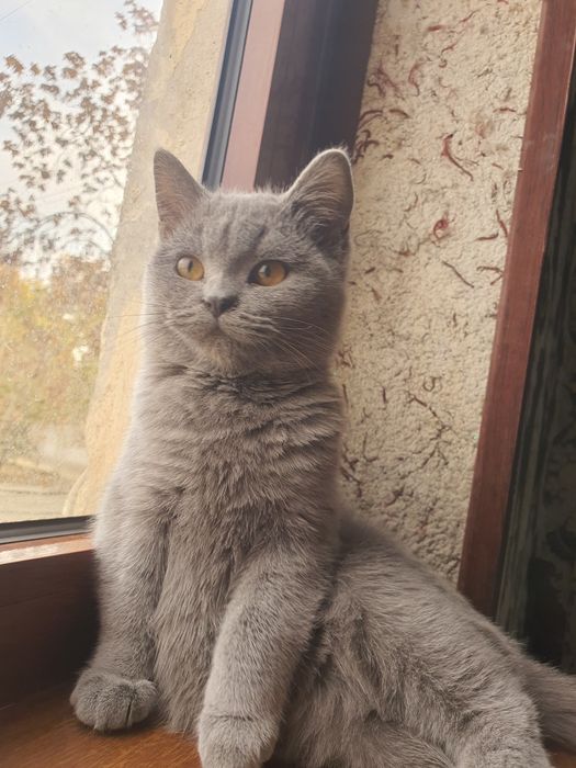 Британский короткошерстеной мушук тоза кон