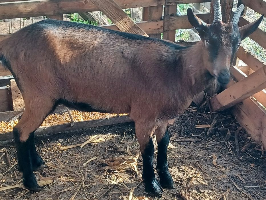 Iadă Alpină Franceză primul an