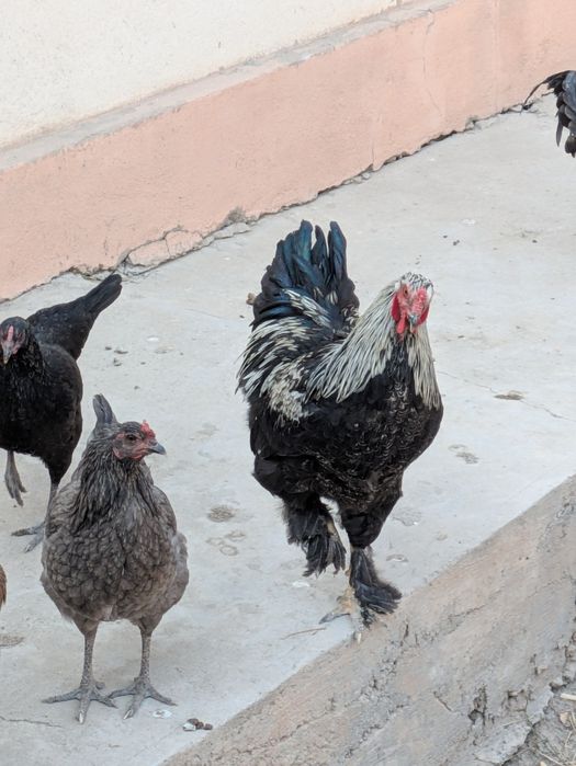 Bramma tovuq va Xorozlari bor sotuvda o'zimiz boqib katta qilganmiz