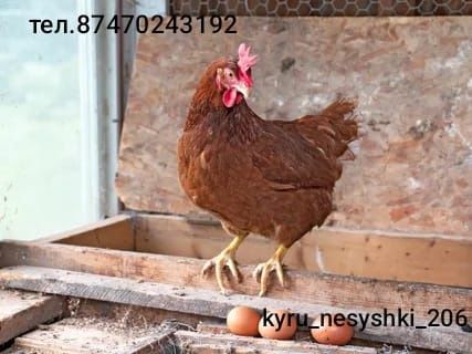 Куры несушки Родонит