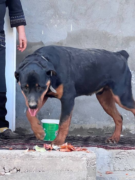 Kuchu sotiladi 1 yosh boʻldi toza qaralgan vaktsinalarni qilingan.