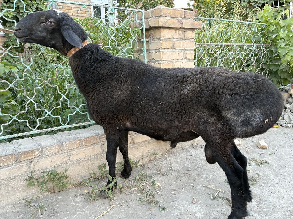 Кучкор сотилади