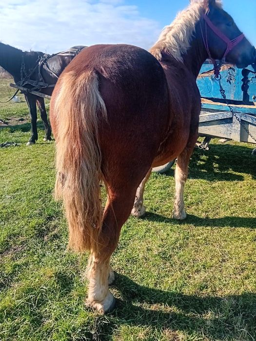 Mânză de 9 luni semi grea