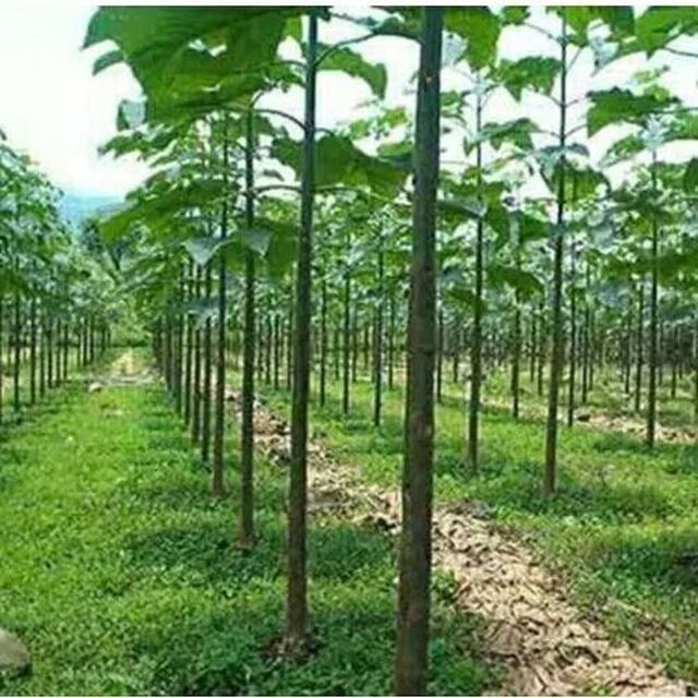 Sifatli pavlonya bor