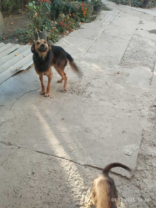 Kuchuklar 2 yosh va 1ta kotta