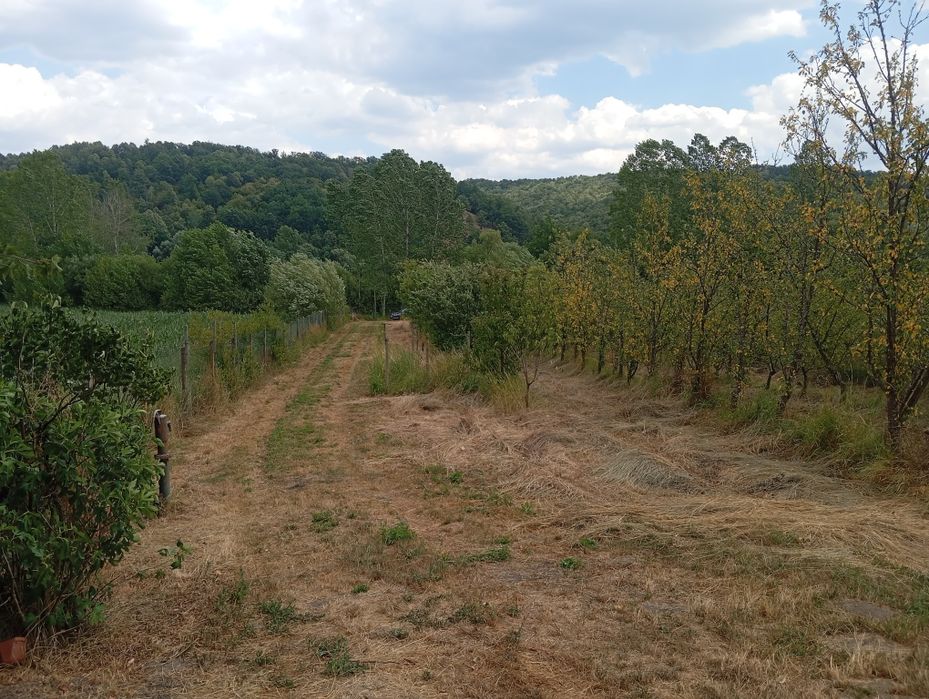 Teren agricol, 3000 mp, la șosea cu pomi