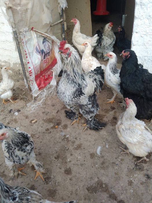 Brama Xoroz  sotilasi