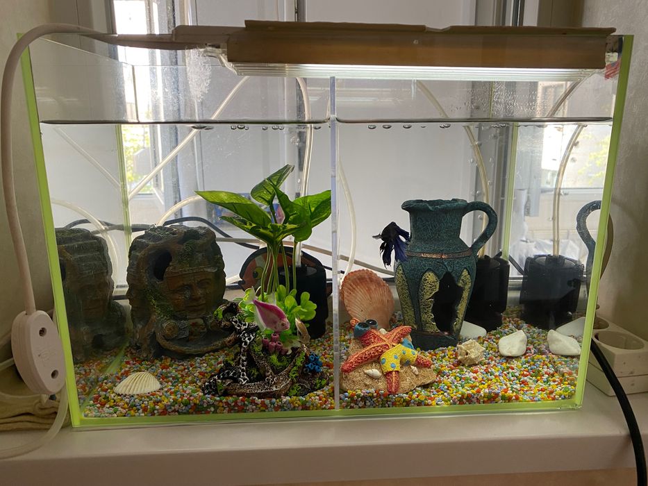 Acvariu dimensiune mica