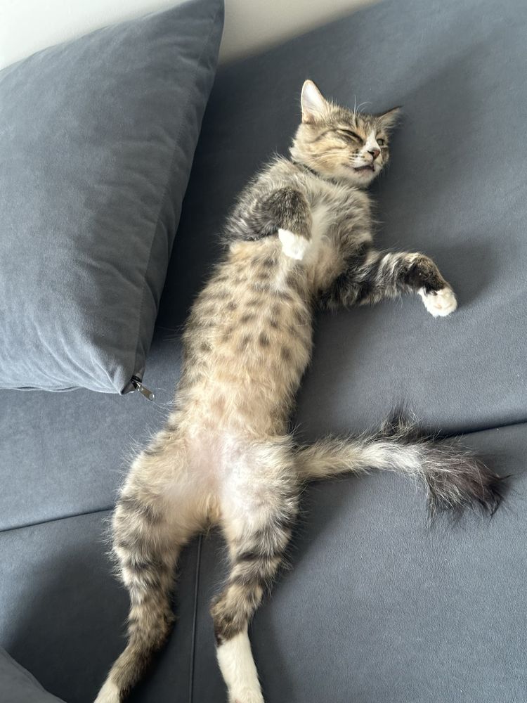 Отдаем котика в добрые руки