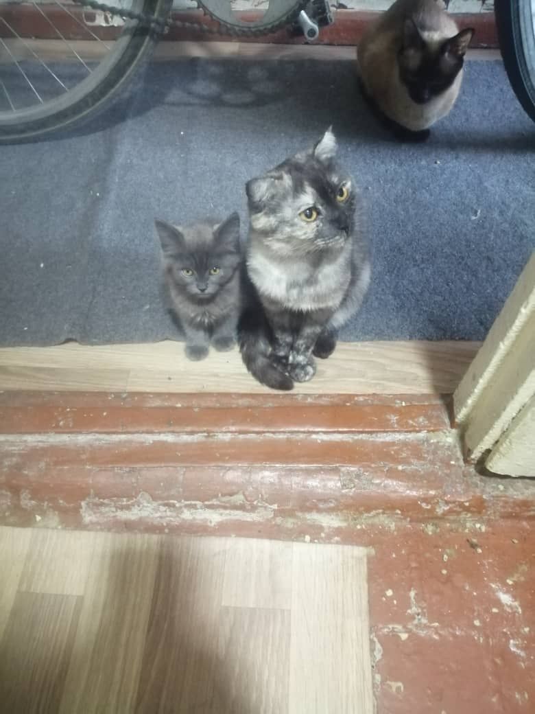 Продаётся котёнок