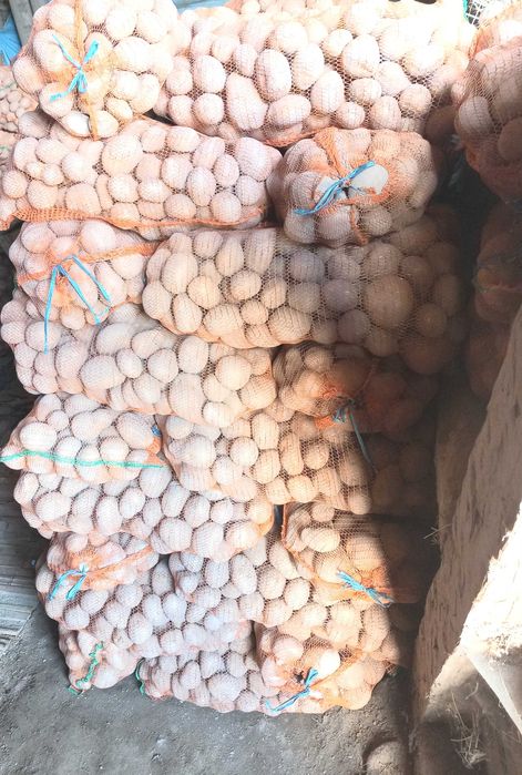 Vând cartofi paradiso 55+