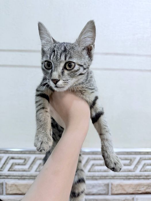 Очень ласковый котёнок, отдам в хорошие руки. цена договорная