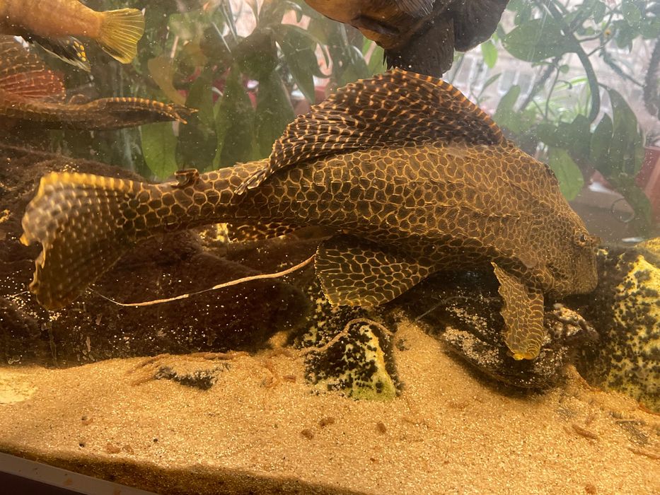 Vând acvariu cu pesti