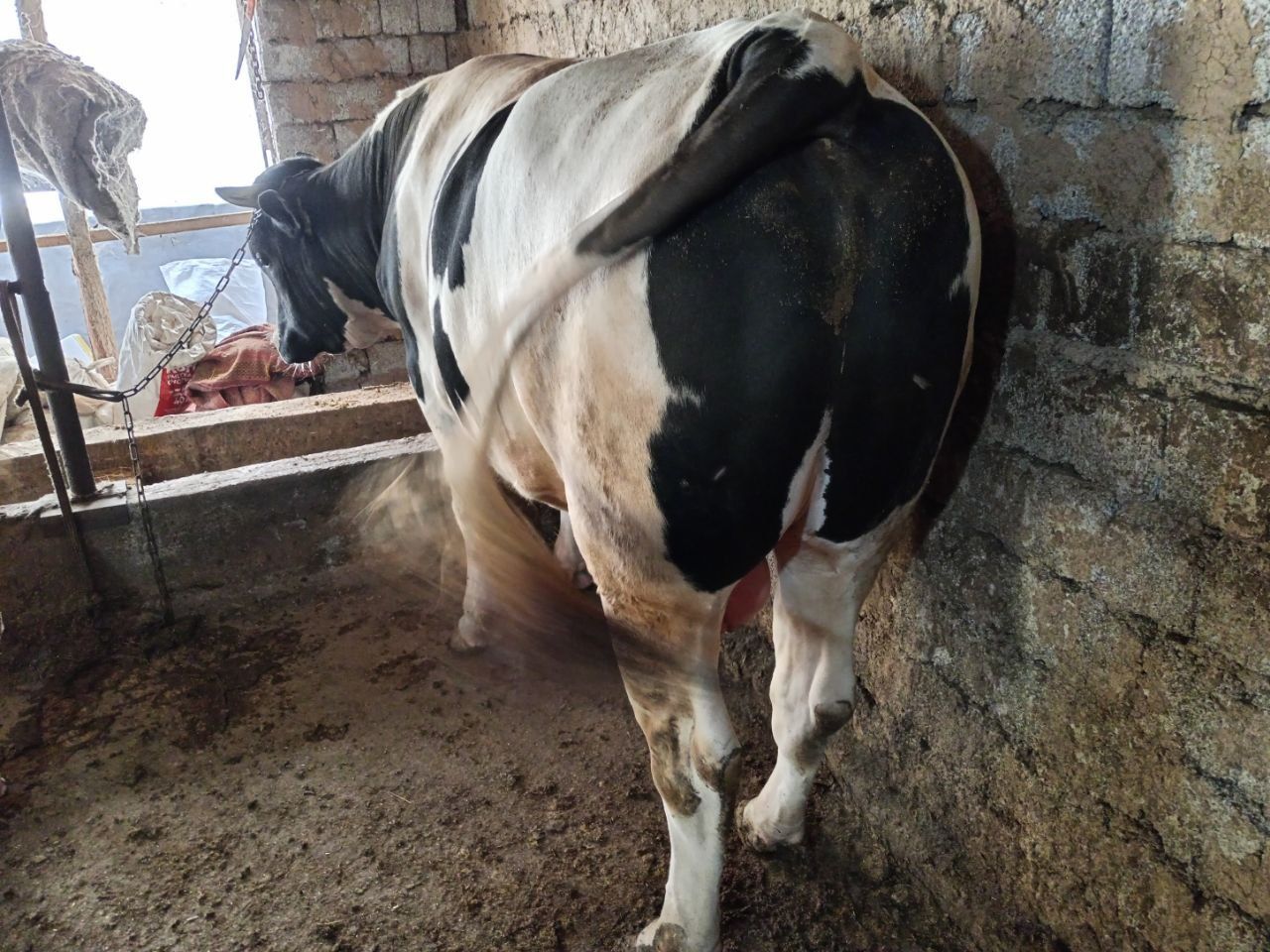 Buqa. sotiladi. Buqa