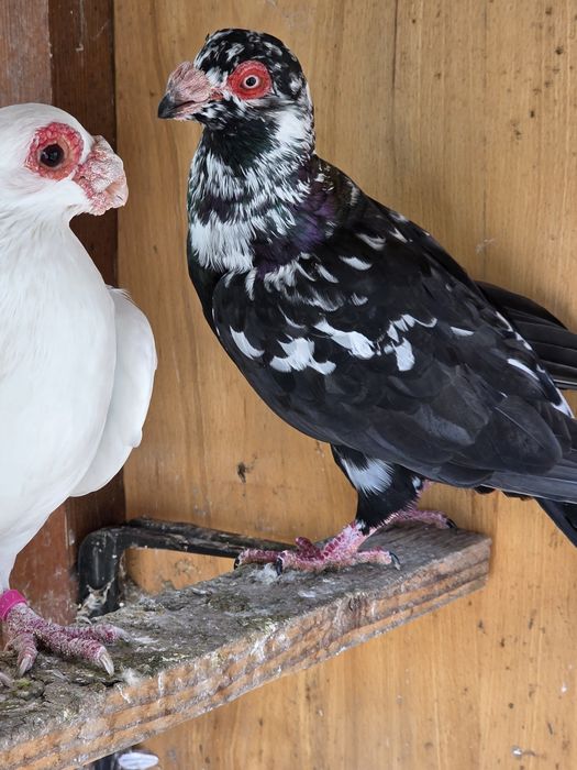 Porumbei voiajori ornament,carunculati, nu răspund  la mesaje