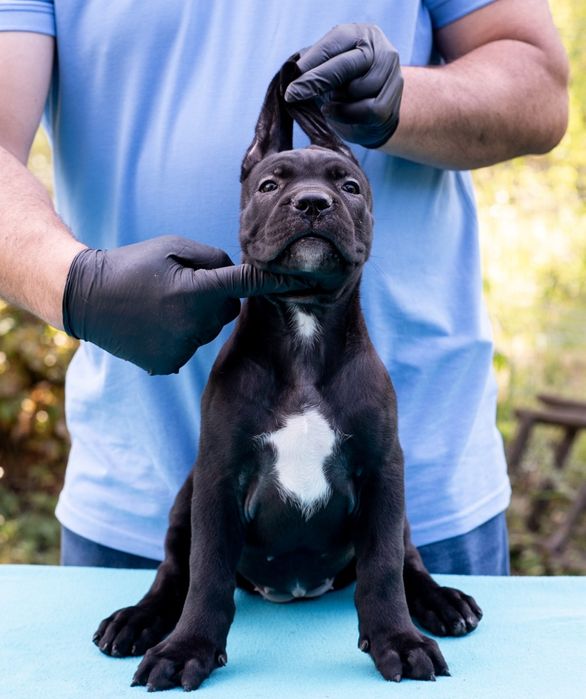 Femela superbă Cane Corso