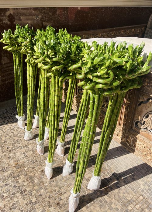 Бамбук Dracena Sanderiana Китай