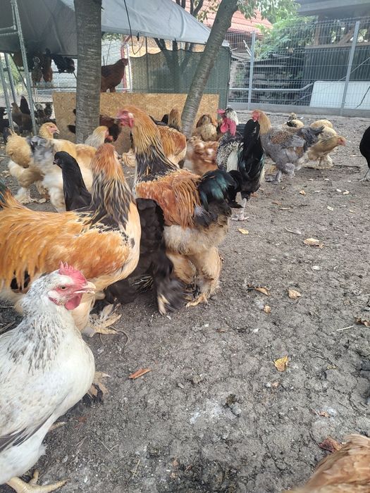 Vand cocosi diferite rase (Brahma, Araucana, Australorp, Marans)