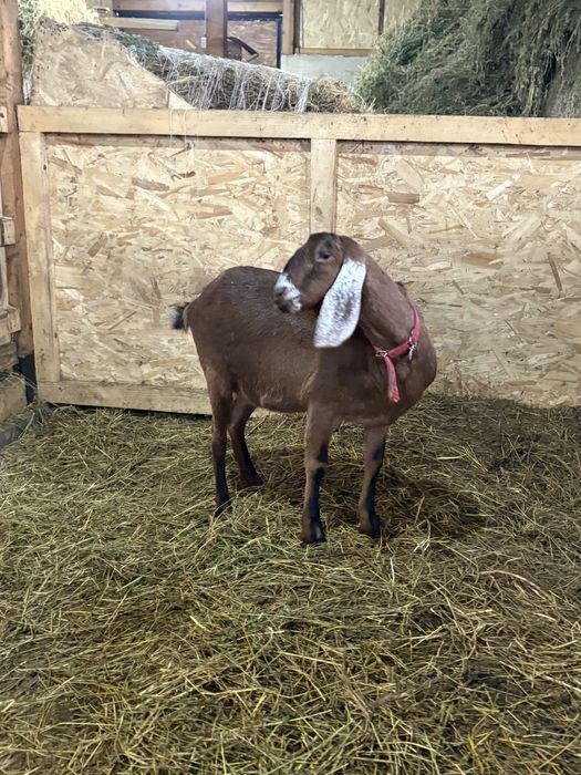 Disponibile capre AngloNubian cu certifivat de origine