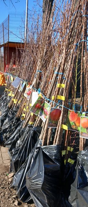 Pomi fructiferi certificati