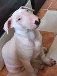 Pui Bull terrier