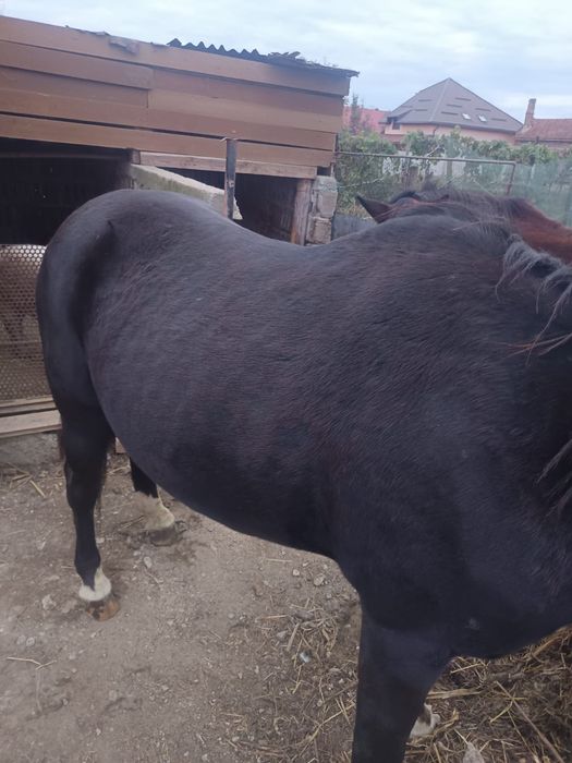 Vând cal blând are 8 ani