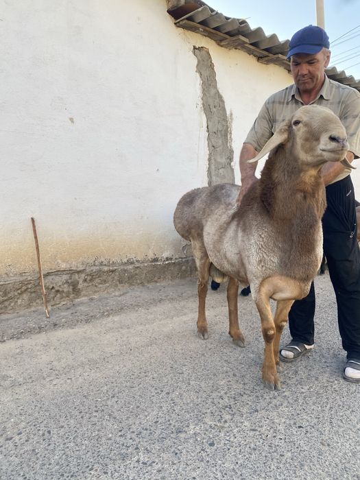 Qochqorimiza sotiladi faqat zotga olaman dganla uchun