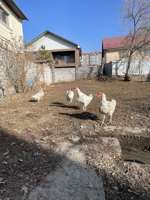 Продается 4 белых несушек и белый петух