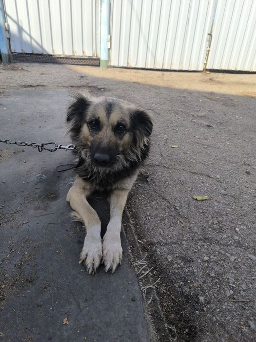 Отдам собаку в добрые руки